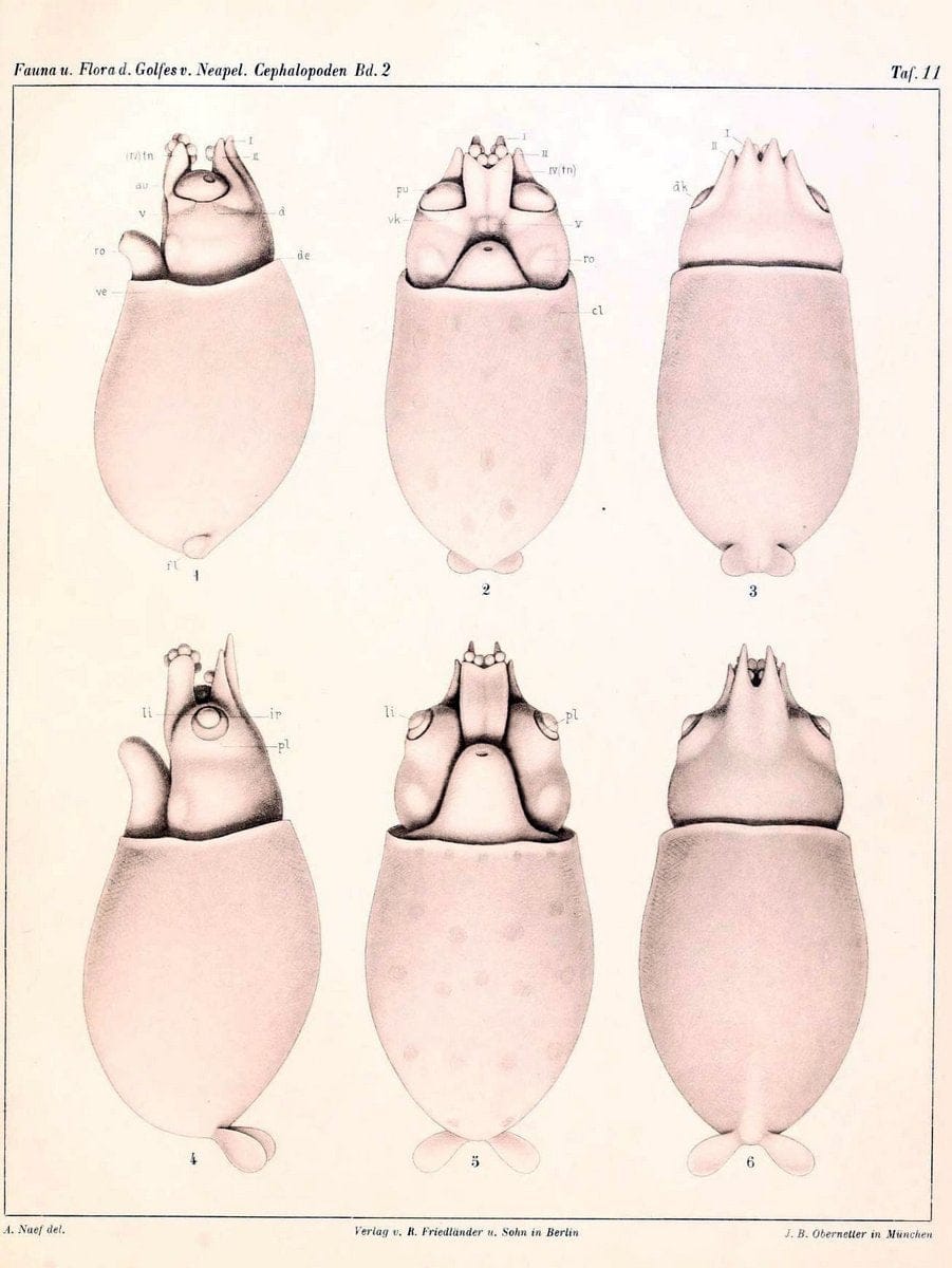 Die Cephalopoden, I. Teil /.Berlin :R. FriedlÃ¤nder & Sohn,1921-1928.. |  | Vintage Print Reproduction 471337
