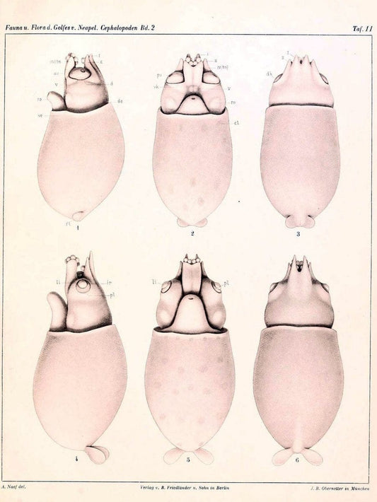 Die Cephalopoden, I. Teil /.Berlin :R. FriedlÃ¤nder & Sohn,1921-1928.. |  | Vintage Print Reproduction 471337