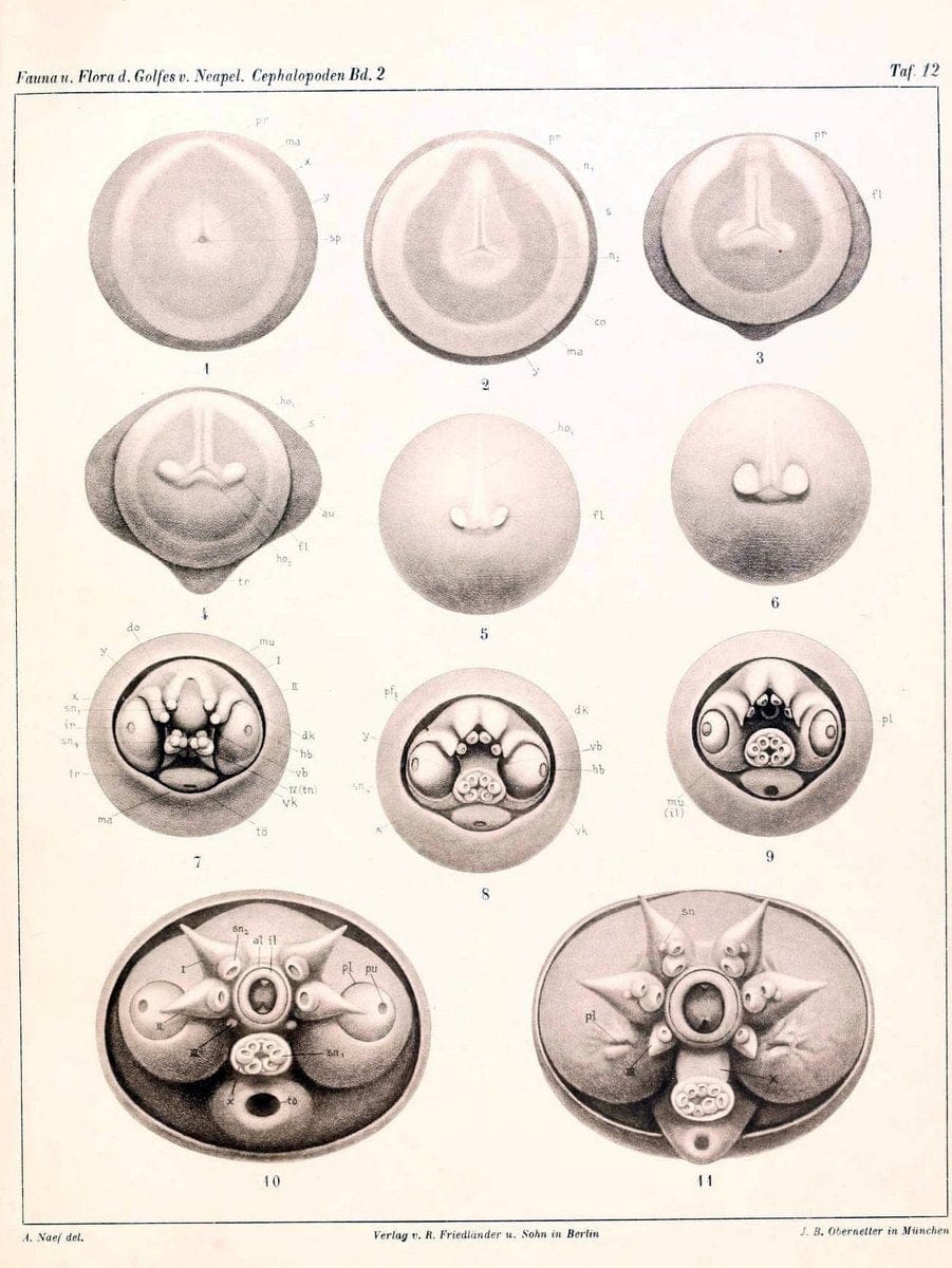 Die Cephalopoden, I. Teil /.Berlin :R. FriedlÃ¤nder & Sohn,1921-1928.. |  | Vintage Print Reproduction 471338