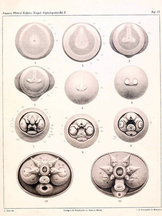 Die Cephalopoden, I. Teil /.Berlin :R. FriedlÃ¤nder & Sohn,1921-1928.. |  | Vintage Print Reproduction 471338