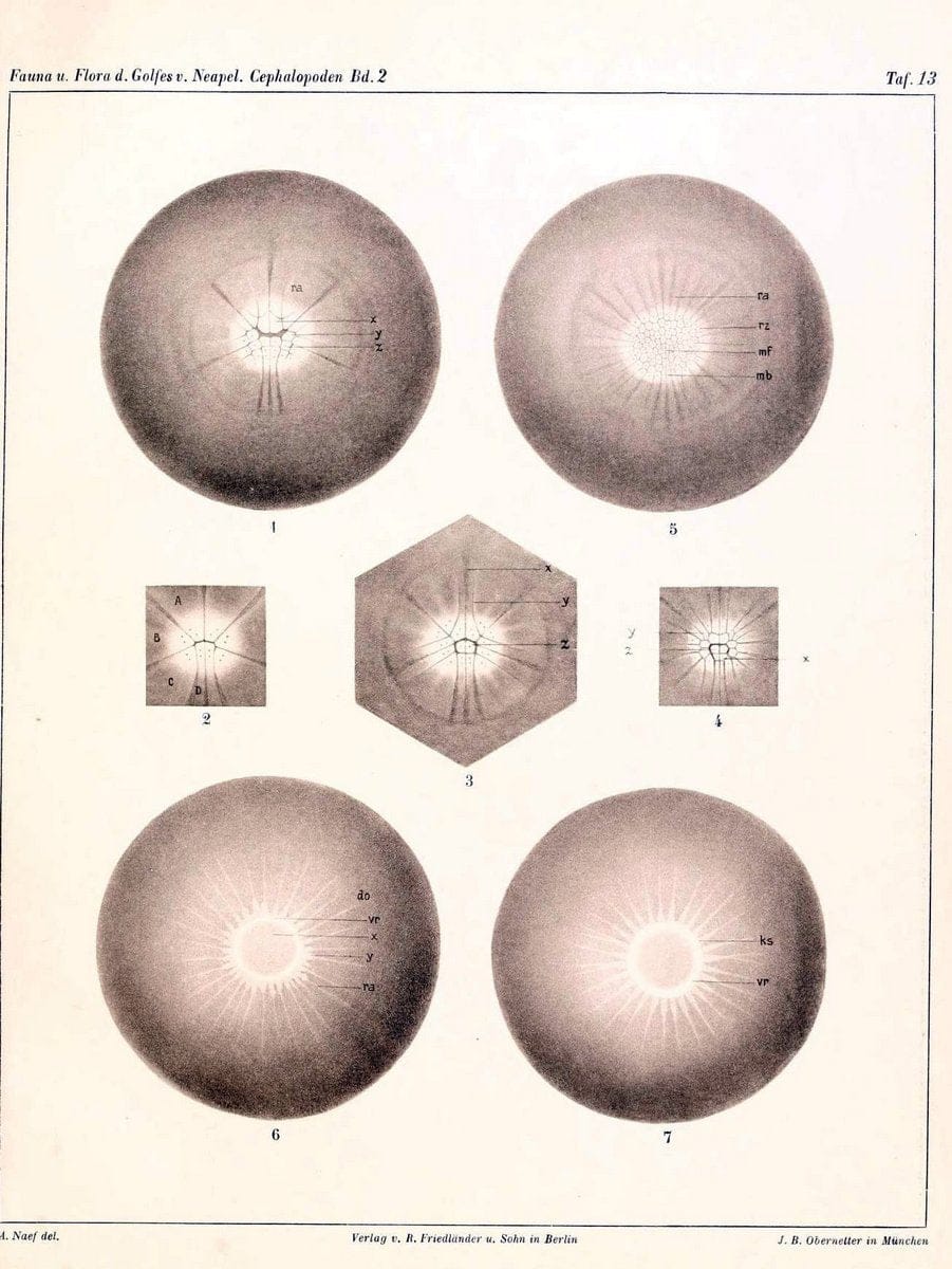 Die Cephalopoden, I. Teil /.Berlin :R. FriedlÃ¤nder & Sohn,1921-1928.. |  | Vintage Print Reproduction 471339