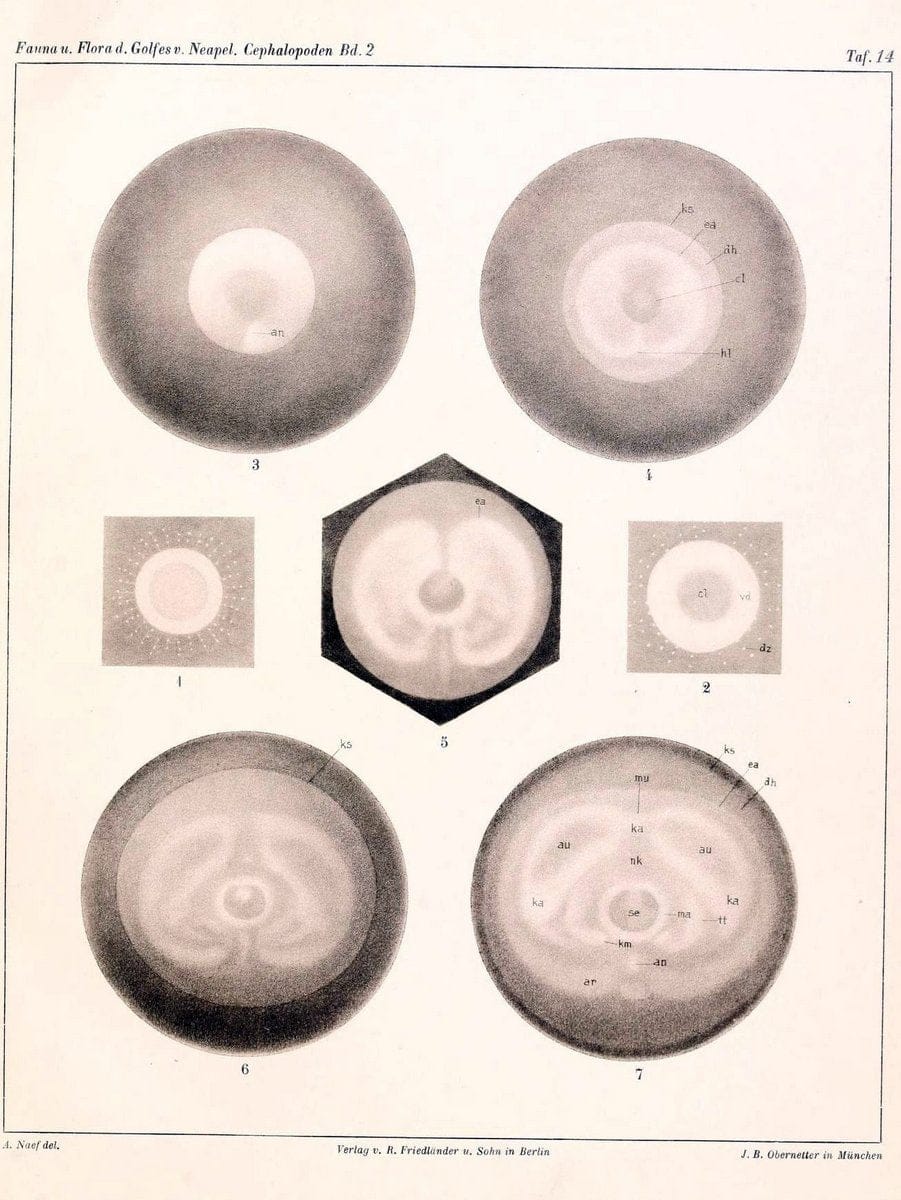 Die Cephalopoden, I. Teil /.Berlin :R. FriedlÃ¤nder & Sohn,1921-1928.. |  | Vintage Print Reproduction 471340