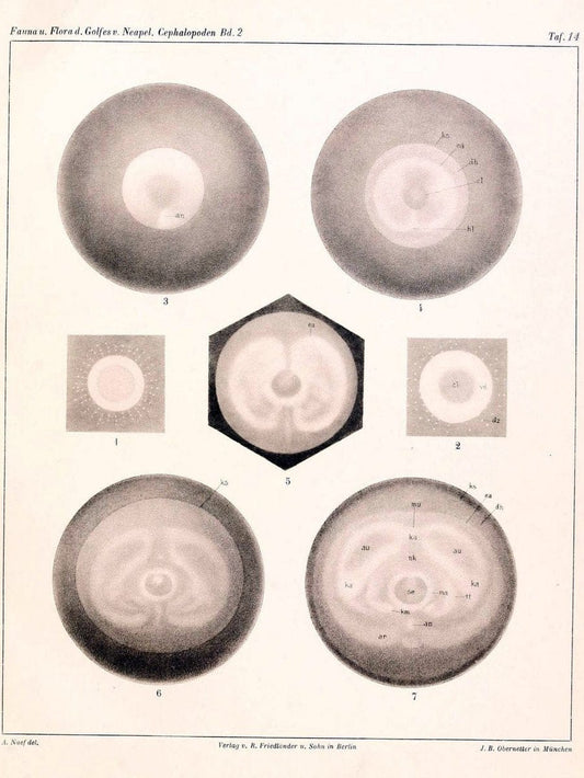 Die Cephalopoden, I. Teil /.Berlin :R. FriedlÃ¤nder & Sohn,1921-1928.. |  | Vintage Print Reproduction 471340