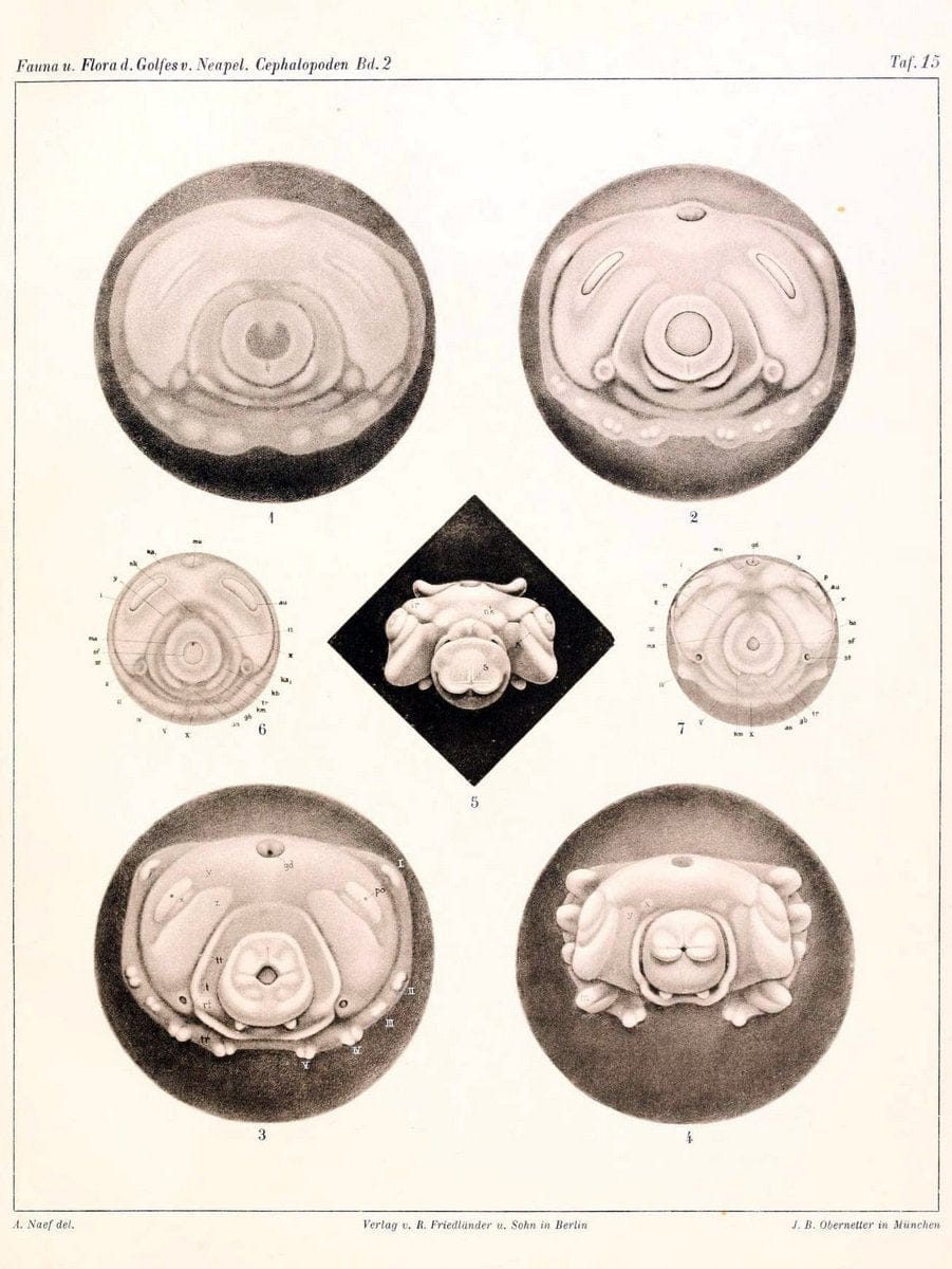 Die Cephalopoden, I. Teil /.Berlin :R. FriedlÃ¤nder & Sohn,1921-1928.. |  | Vintage Print Reproduction 471341