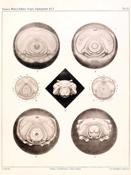 Die Cephalopoden, I. Teil /.Berlin :R. FriedlÃ¤nder & Sohn,1921-1928.. |  | Vintage Print Reproduction 471341