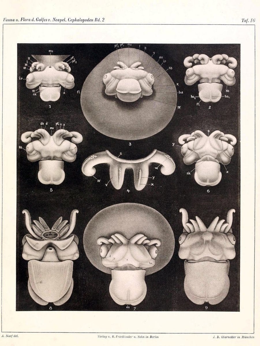 Die Cephalopoden, I. Teil /.Berlin :R. FriedlÃ¤nder & Sohn,1921-1928.. |  | Vintage Print Reproduction 471342