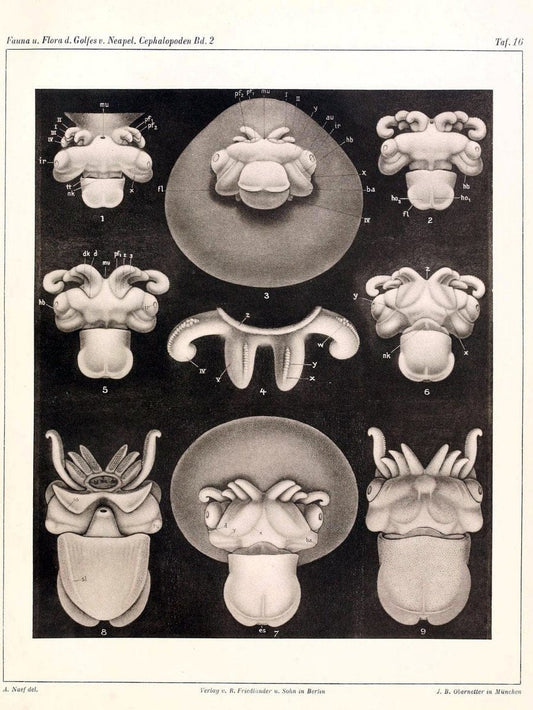 Die Cephalopoden, I. Teil /.Berlin :R. FriedlÃ¤nder & Sohn,1921-1928.. |  | Vintage Print Reproduction 471342