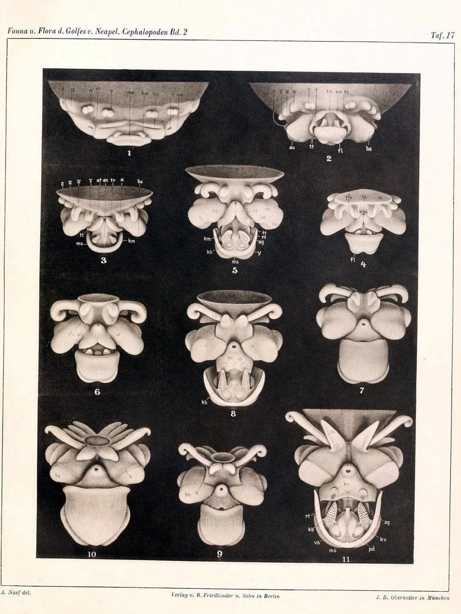 Die Cephalopoden, I. Teil /.Berlin :R. FriedlÃ¤nder & Sohn,1921-1928.. |  | Vintage Print Reproduction 471343