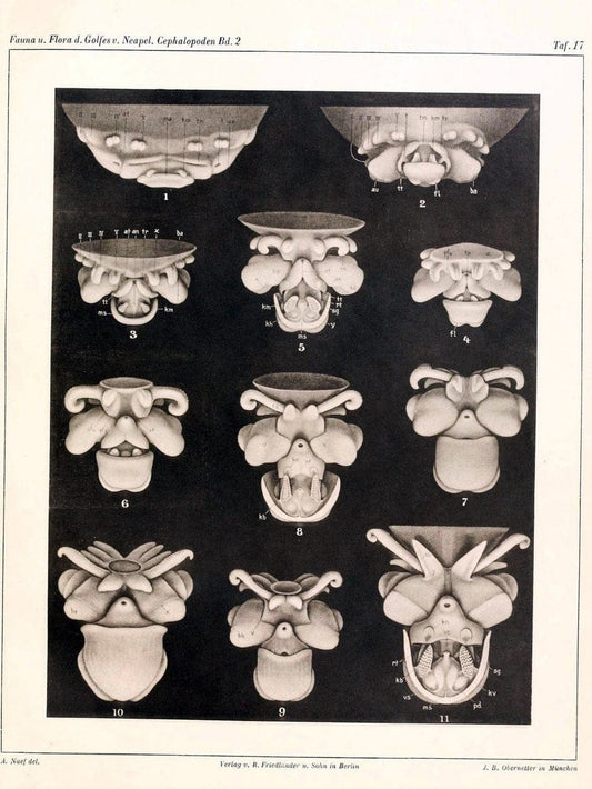 Die Cephalopoden, I. Teil /.Berlin :R. FriedlÃ¤nder & Sohn,1921-1928.. |  | Vintage Print Reproduction 471343