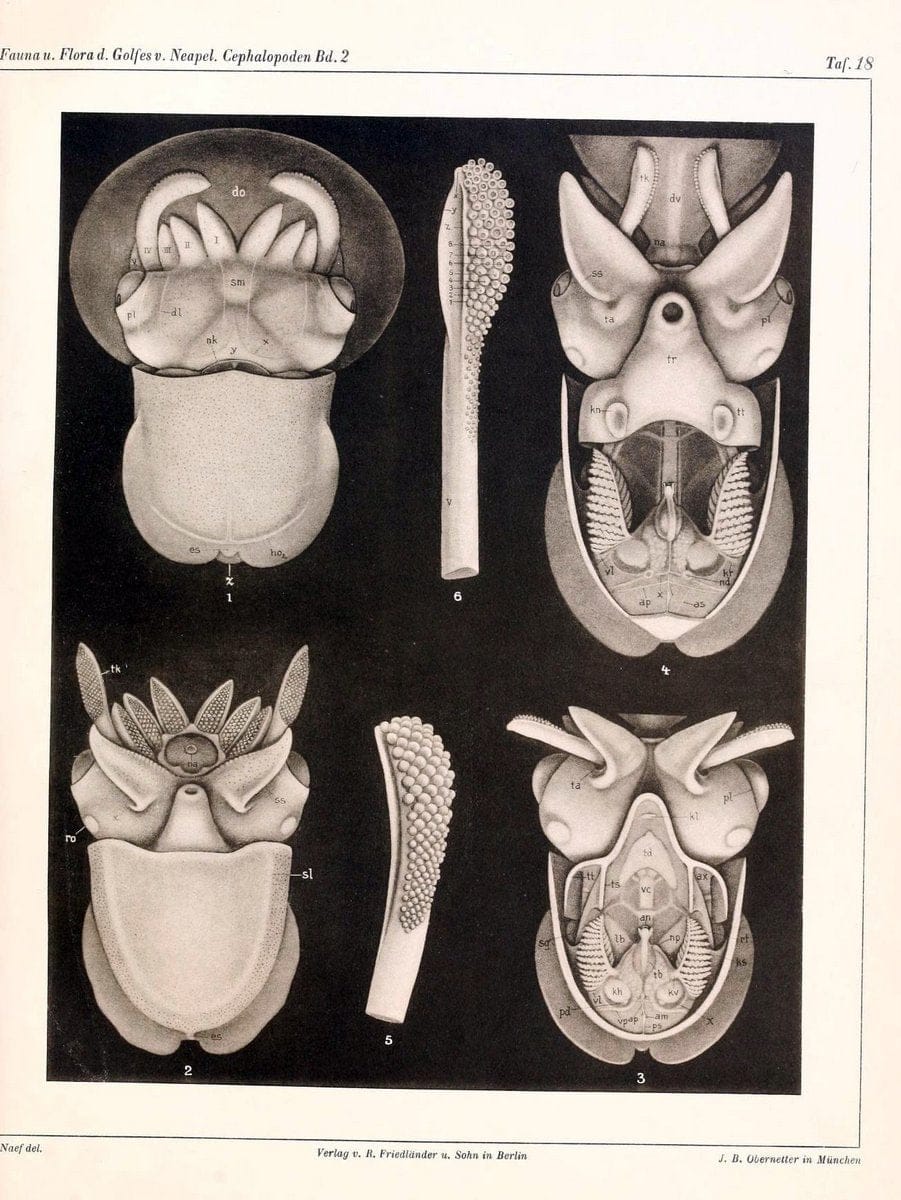 Die Cephalopoden, I. Teil /.Berlin :R. FriedlÃ¤nder & Sohn,1921-1928.. |  | Vintage Print Reproduction 471344