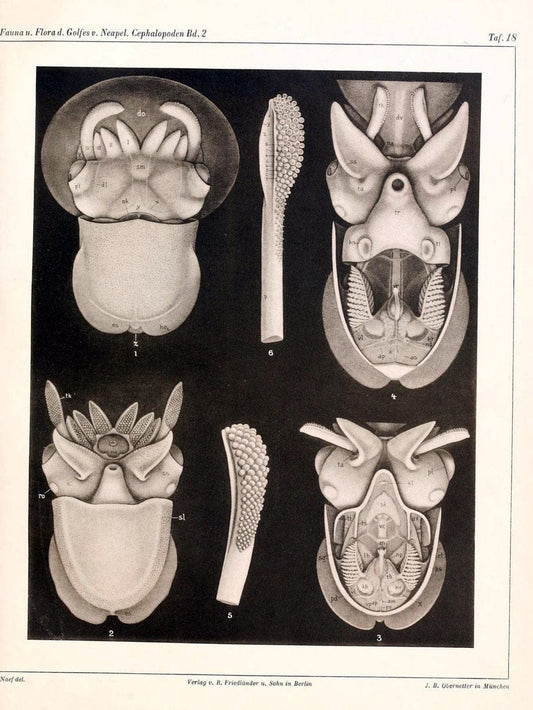 Die Cephalopoden, I. Teil /.Berlin :R. FriedlÃ¤nder & Sohn,1921-1928.. |  | Vintage Print Reproduction 471344