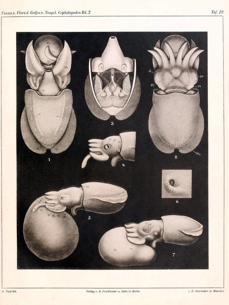 Die Cephalopoden, I. Teil /.Berlin :R. FriedlÃ¤nder & Sohn,1921-1928.. |  | Vintage Print Reproduction 471345