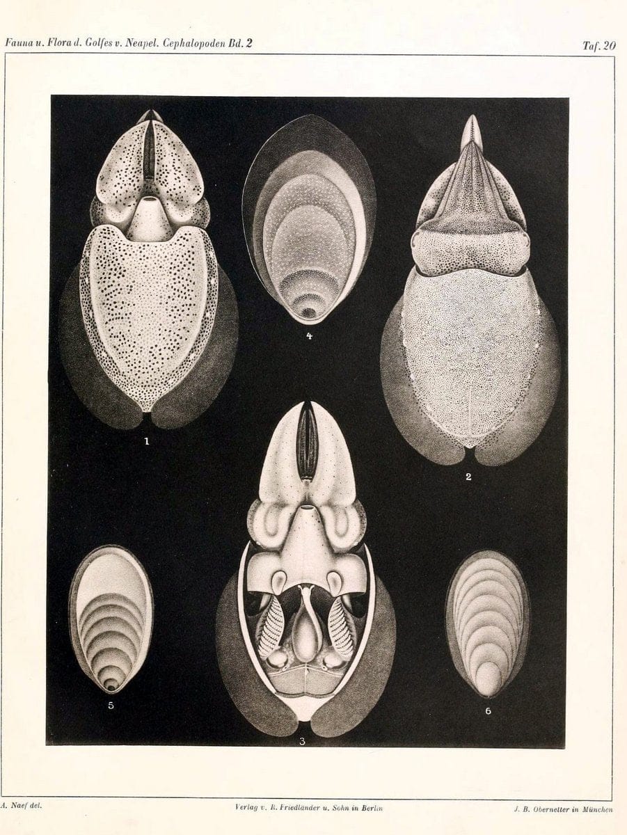 Die Cephalopoden, I. Teil /.Berlin :R. FriedlÃ¤nder & Sohn,1921-1928.. |  | Vintage Print Reproduction 471346