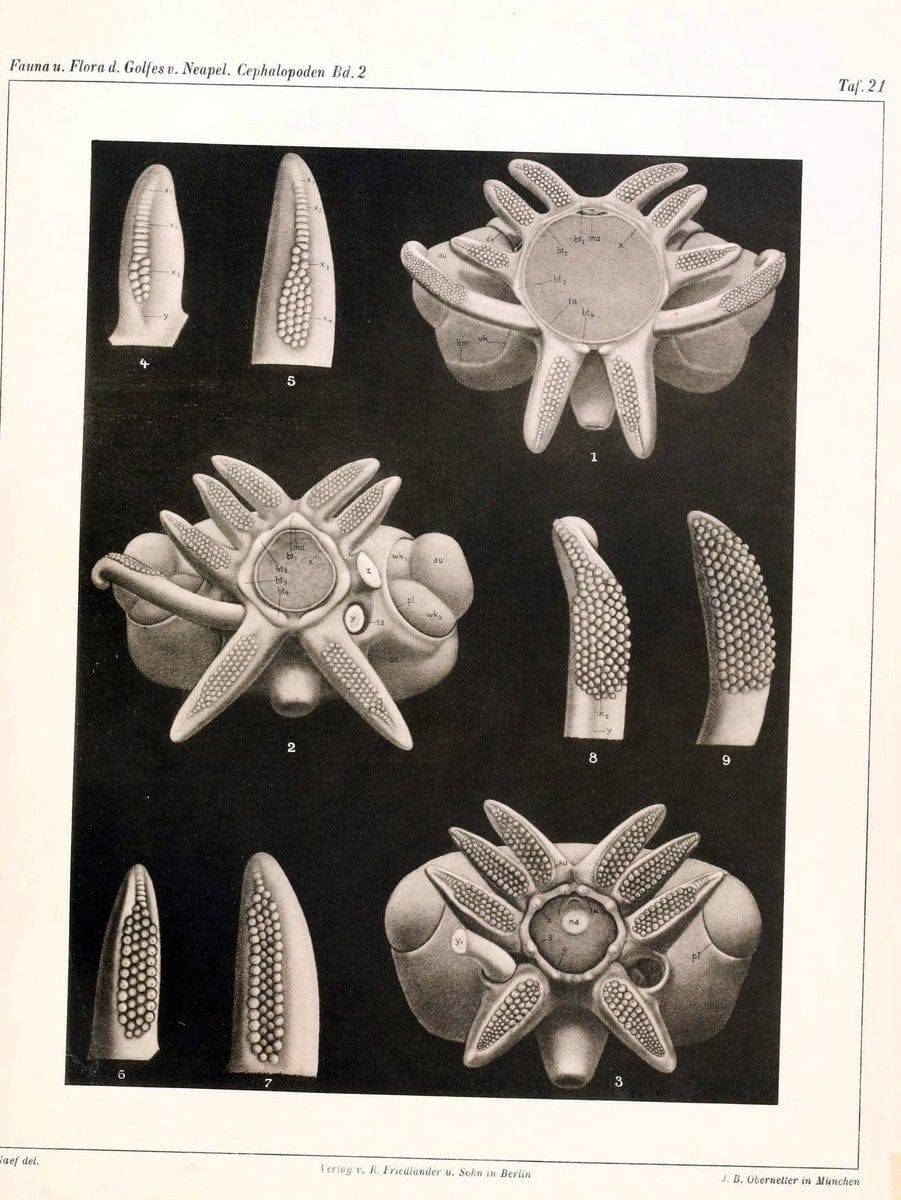 Die Cephalopoden, I. Teil /.Berlin :R. FriedlÃ¤nder & Sohn,1921-1928.. |  | Vintage Print Reproduction 471347