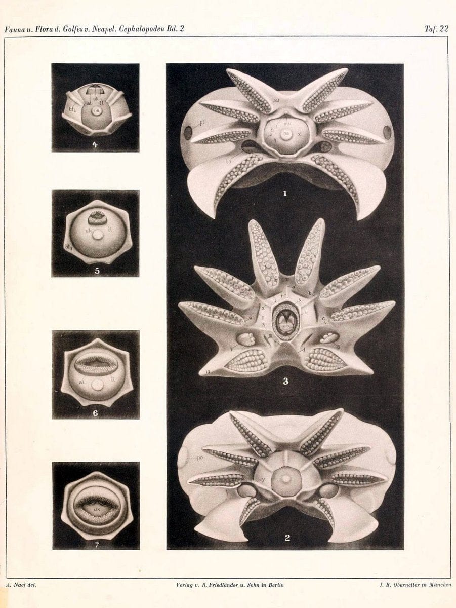 Die Cephalopoden, I. Teil /.Berlin :R. FriedlÃ¤nder & Sohn,1921-1928.. |  | Vintage Print Reproduction 471348