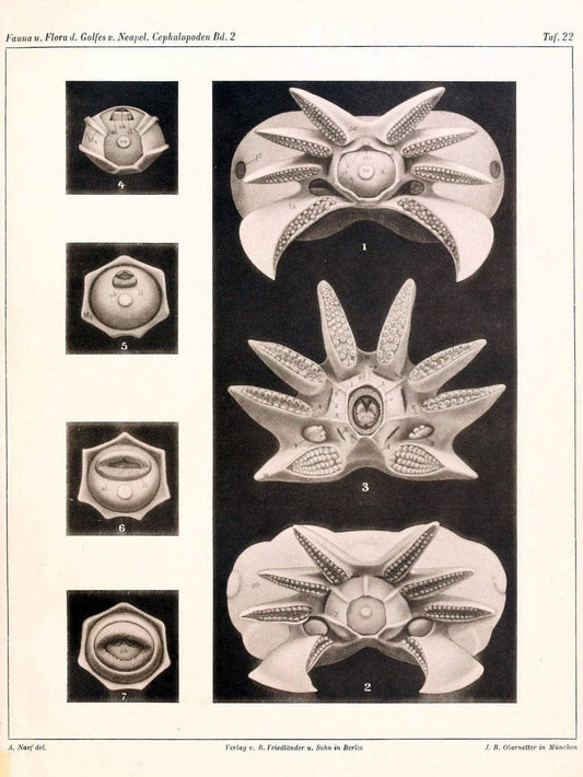 Die Cephalopoden, I. Teil /.Berlin :R. FriedlÃ¤nder & Sohn,1921-1928.. |  | Vintage Print Reproduction 471348