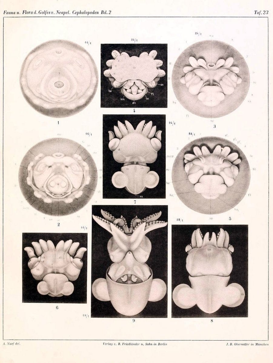 Die Cephalopoden, I. Teil /.Berlin :R. FriedlÃ¤nder & Sohn,1921-1928.. |  | Vintage Print Reproduction 471349