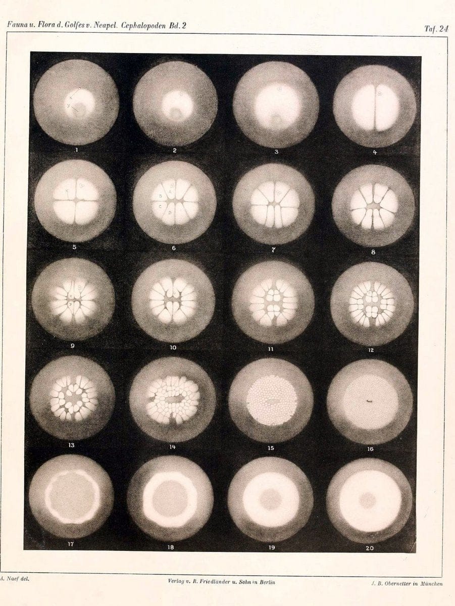 Die Cephalopoden, I. Teil /.Berlin :R. FriedlÃ¤nder & Sohn,1921-1928.. |  | Vintage Print Reproduction 471350