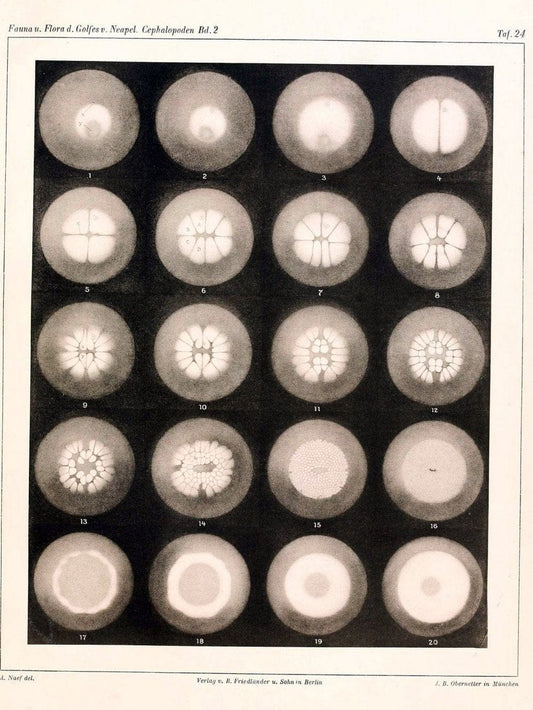 Die Cephalopoden, I. Teil /.Berlin :R. FriedlÃ¤nder & Sohn,1921-1928.. |  | Vintage Print Reproduction 471350