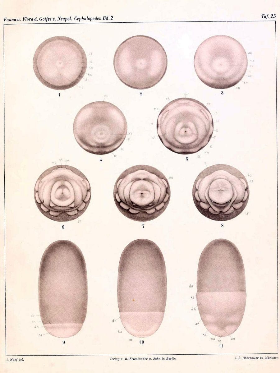 Die Cephalopoden, I. Teil /.Berlin :R. FriedlÃ¤nder & Sohn,1921-1928.. |  | Vintage Print Reproduction 471351