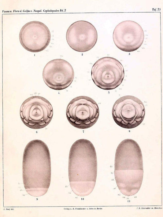 Die Cephalopoden, I. Teil /.Berlin :R. FriedlÃ¤nder & Sohn,1921-1928.. |  | Vintage Print Reproduction 471351