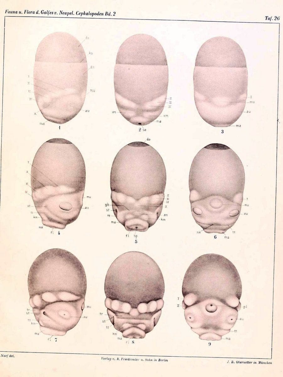 Die Cephalopoden, I. Teil /.Berlin :R. FriedlÃ¤nder & Sohn,1921-1928.. |  | Vintage Print Reproduction 471352