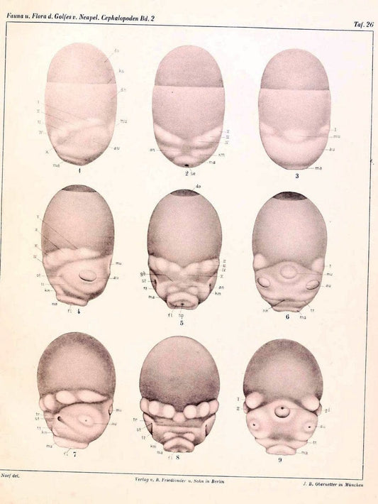 Die Cephalopoden, I. Teil /.Berlin :R. FriedlÃ¤nder & Sohn,1921-1928.. |  | Vintage Print Reproduction 471352