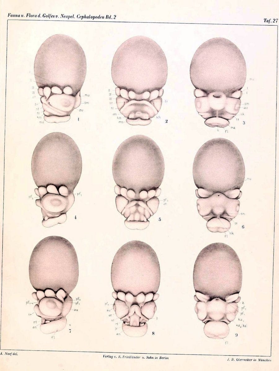 Die Cephalopoden, I. Teil /.Berlin :R. FriedlÃ¤nder & Sohn,1921-1928.. |  | Vintage Print Reproduction 471353