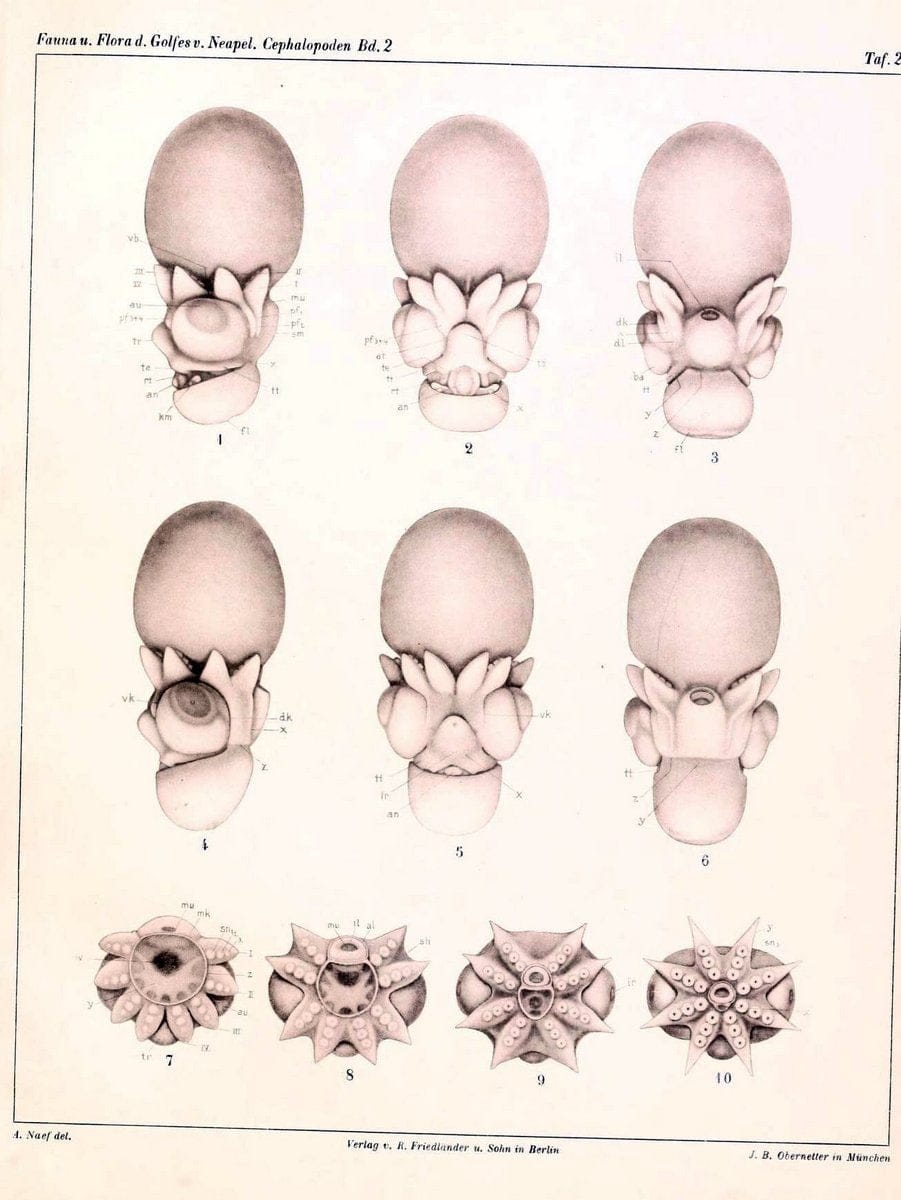 Die Cephalopoden, I. Teil /.Berlin :R. FriedlÃ¤nder & Sohn,1921-1928.. |  | Vintage Print Reproduction 471354
