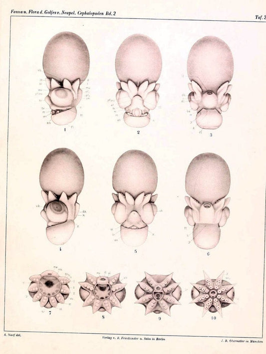 Die Cephalopoden, I. Teil /.Berlin :R. FriedlÃ¤nder & Sohn,1921-1928.. |  | Vintage Print Reproduction 471354