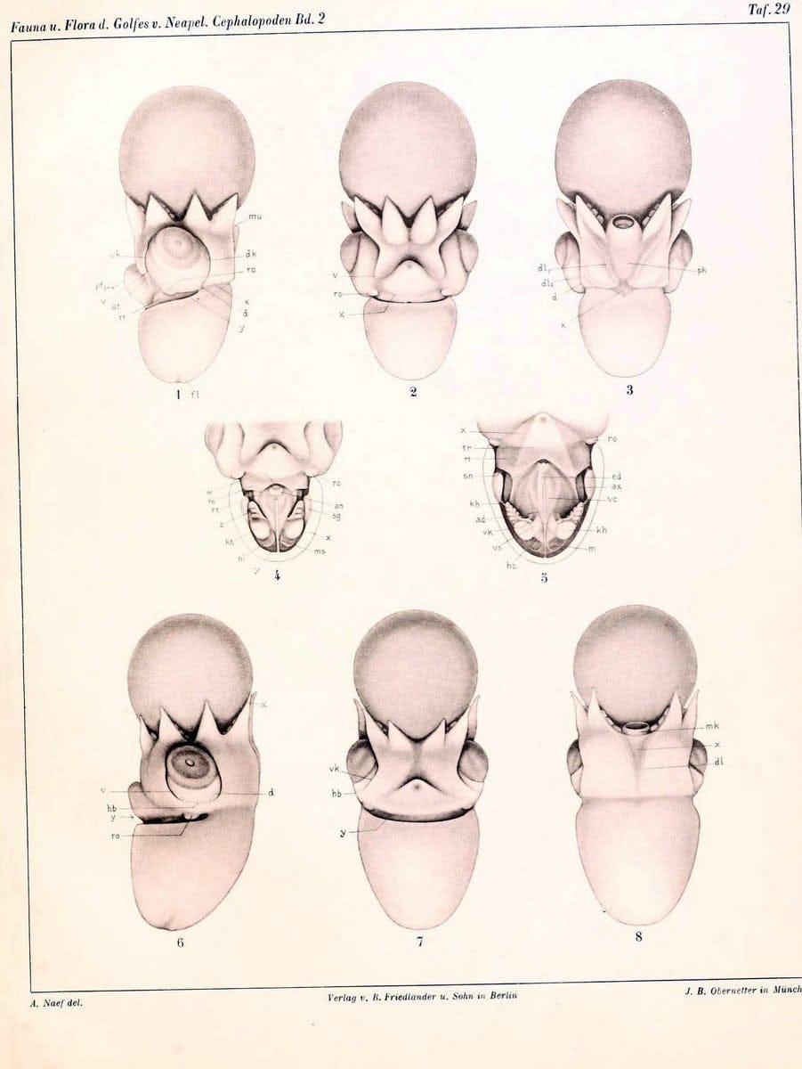 Die Cephalopoden, I. Teil /.Berlin :R. FriedlÃ¤nder & Sohn,1921-1928.. |  | Vintage Print Reproduction 471355
