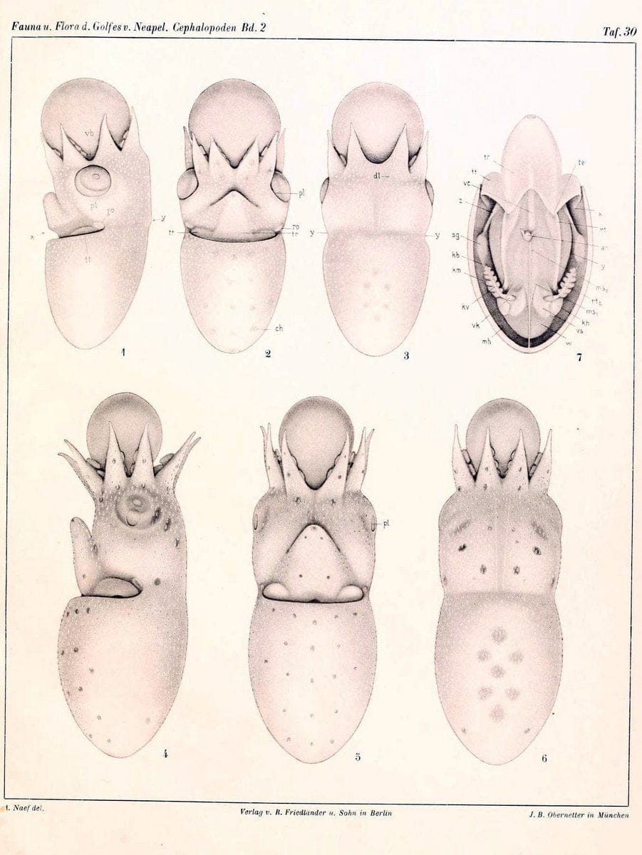 Die Cephalopoden, I. Teil /.Berlin :R. FriedlÃ¤nder & Sohn,1921-1928.. |  | Vintage Print Reproduction 471356