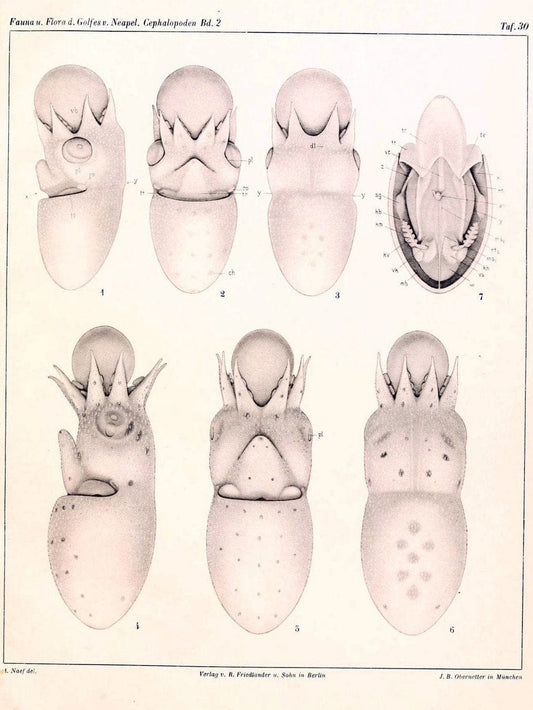 Die Cephalopoden, I. Teil /.Berlin :R. FriedlÃ¤nder & Sohn,1921-1928.. |  | Vintage Print Reproduction 471356