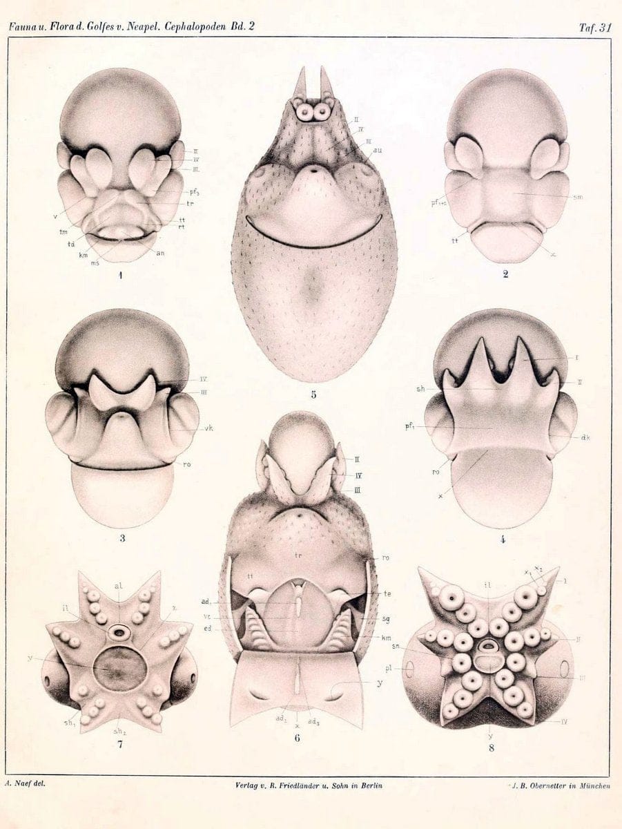 Die Cephalopoden, I. Teil /.Berlin :R. FriedlÃ¤nder & Sohn,1921-1928.. |  | Vintage Print Reproduction 471357