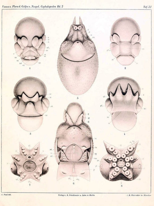 Die Cephalopoden, I. Teil /.Berlin :R. FriedlÃ¤nder & Sohn,1921-1928.. |  | Vintage Print Reproduction 471357