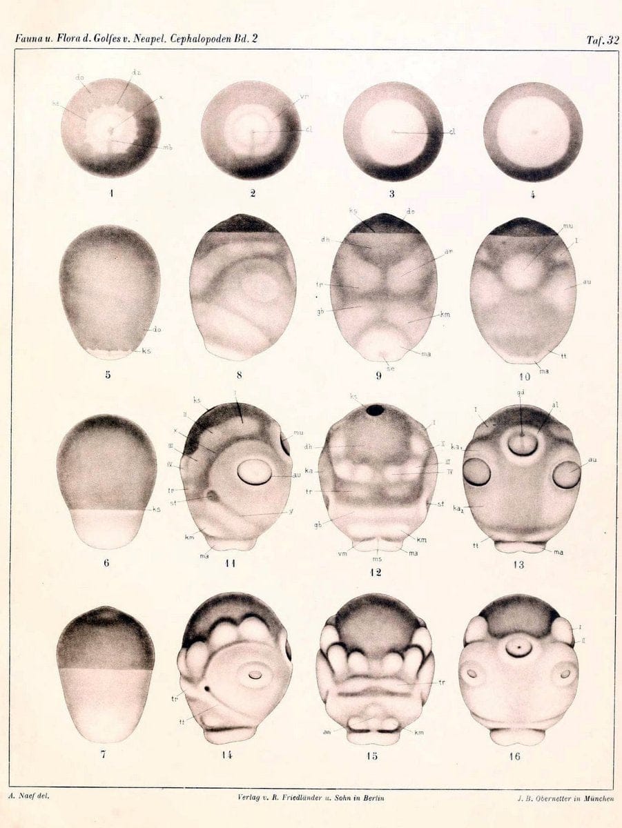 Die Cephalopoden, I. Teil /.Berlin :R. FriedlÃ¤nder & Sohn,1921-1928.. |  | Vintage Print Reproduction 471358