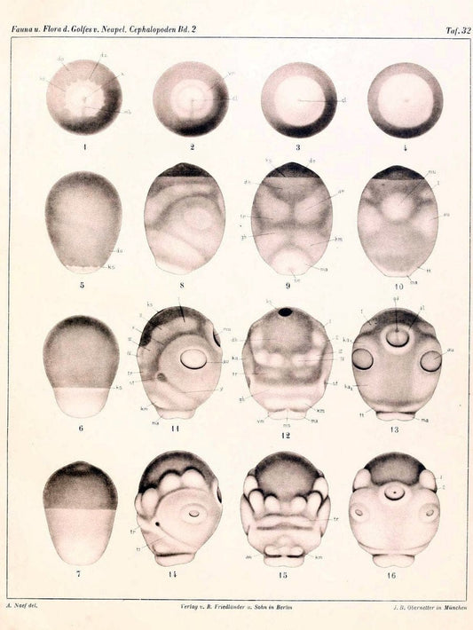 Die Cephalopoden, I. Teil /.Berlin :R. FriedlÃ¤nder & Sohn,1921-1928.. |  | Vintage Print Reproduction 471358