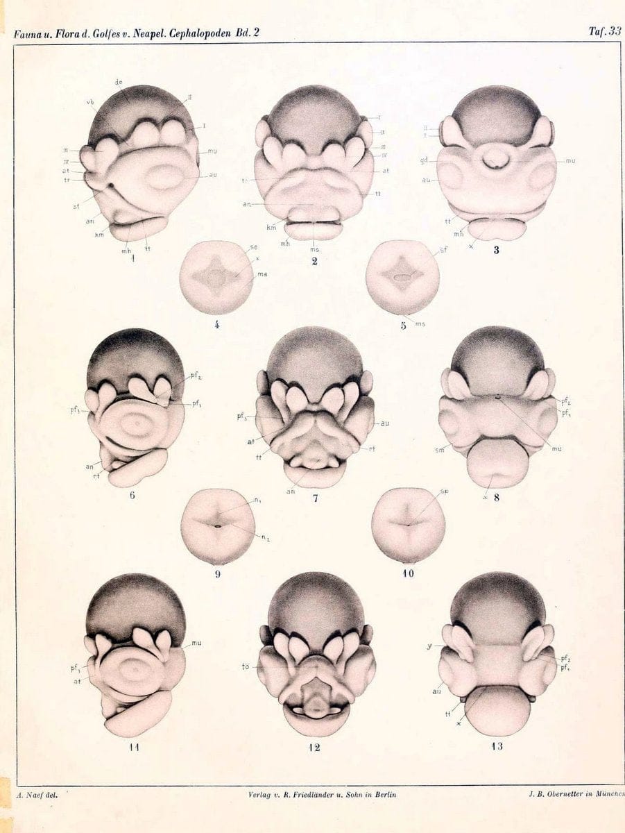 Die Cephalopoden, I. Teil /.Berlin :R. FriedlÃ¤nder & Sohn,1921-1928.. |  | Vintage Print Reproduction 471359