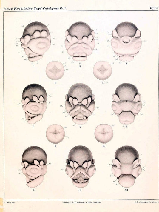 Die Cephalopoden, I. Teil /.Berlin :R. FriedlÃ¤nder & Sohn,1921-1928.. |  | Vintage Print Reproduction 471359