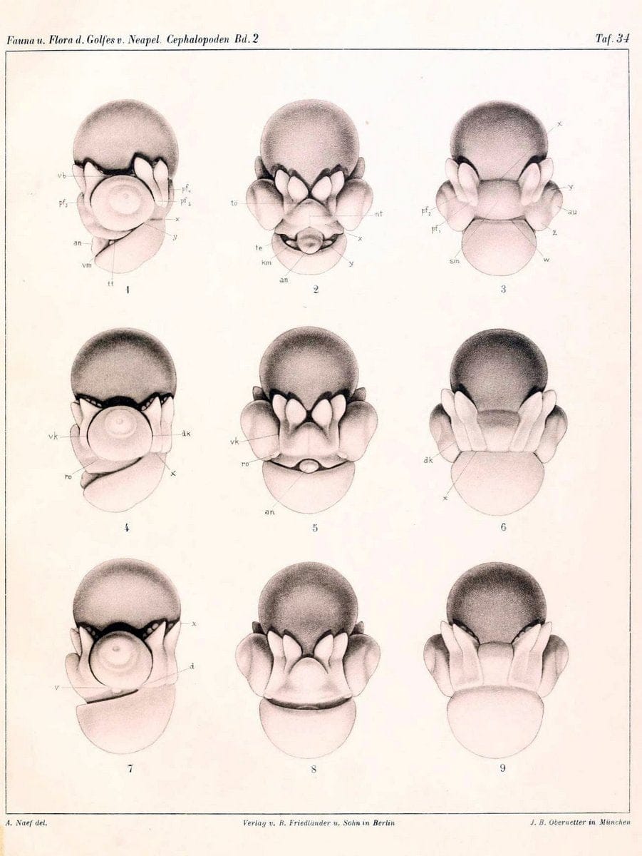 Die Cephalopoden, I. Teil /.Berlin :R. FriedlÃ¤nder & Sohn,1921-1928.. |  | Vintage Print Reproduction 471360