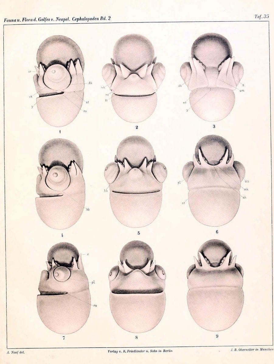 Die Cephalopoden, I. Teil /.Berlin :R. FriedlÃ¤nder & Sohn,1921-1928.. |  | Vintage Print Reproduction 471361