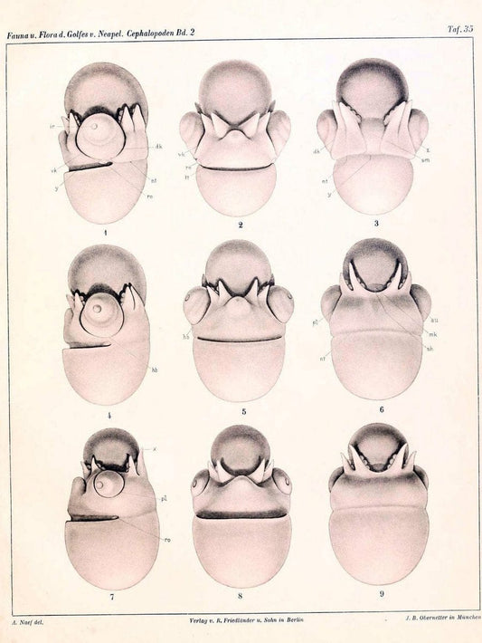 Die Cephalopoden, I. Teil /.Berlin :R. FriedlÃ¤nder & Sohn,1921-1928.. |  | Vintage Print Reproduction 471361