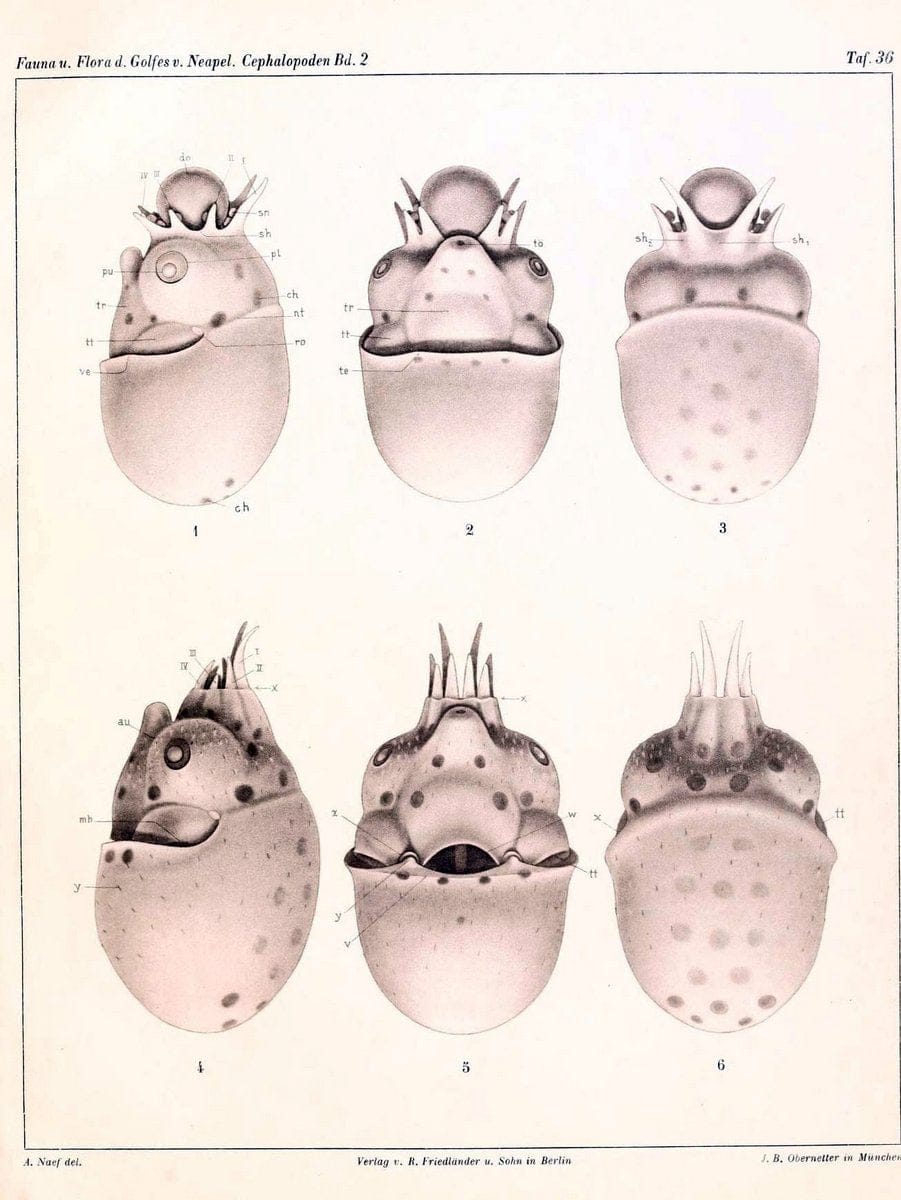 Die Cephalopoden, I. Teil /.Berlin :R. FriedlÃ¤nder & Sohn,1921-1928.. |  | Vintage Print Reproduction 471362