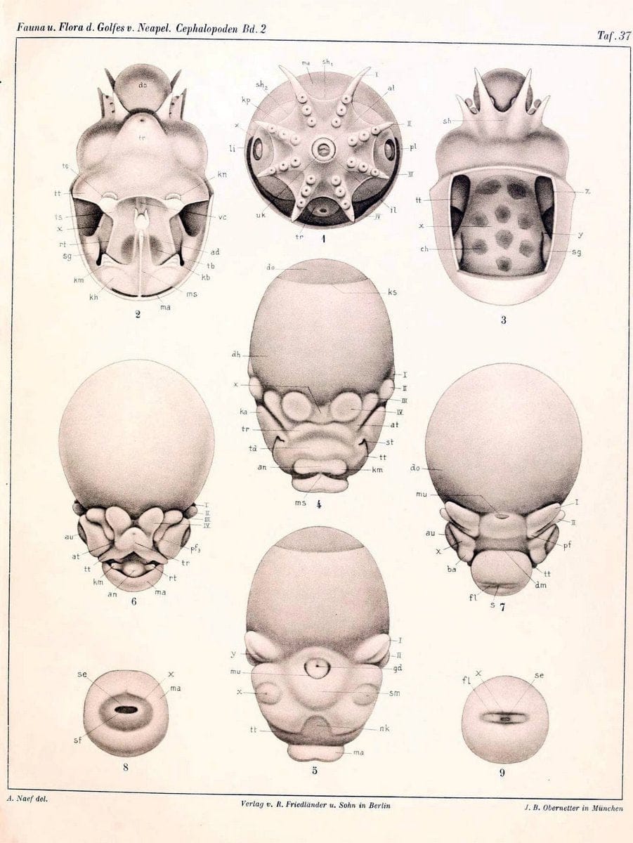 Die Cephalopoden, I. Teil /.Berlin :R. FriedlÃ¤nder & Sohn,1921-1928.. |  | Vintage Print Reproduction 471363