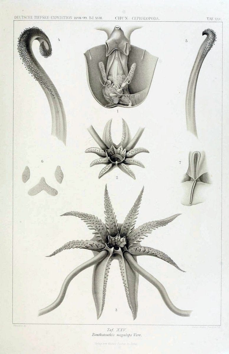 Die Cephalopoden. Bd. 18, T.1 (Atlas)[Jena],G. Fischer,1910-1915. | Cephalopoda "Valdivia (Ship)" "Valdivia Expedition (1898-1899)"  "Woods Hole" | Vintage Print Reproduction 471364