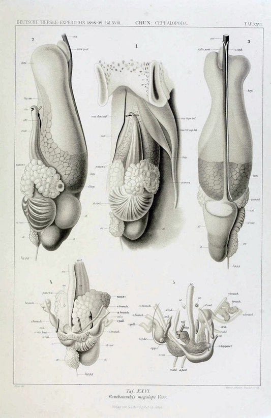 Die Cephalopoden. Bd. 18, T.1 (Atlas)[Jena],G. Fischer,1910-1915. | Cephalopoda "Valdivia (Ship)" "Valdivia Expedition (1898-1899)"  "Woods Hole" | Vintage Print Reproduction 471365