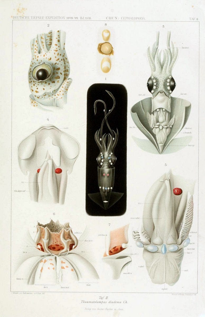 Die Cephalopoden. Bd. 18, T.1 (Atlas)[Jena],G. Fischer,1910-1915. | Cephalopoda "Valdivia (Ship)" "Valdivia Expedition (1898-1899)"  "Woods Hole" | Vintage Print Reproduction 471366