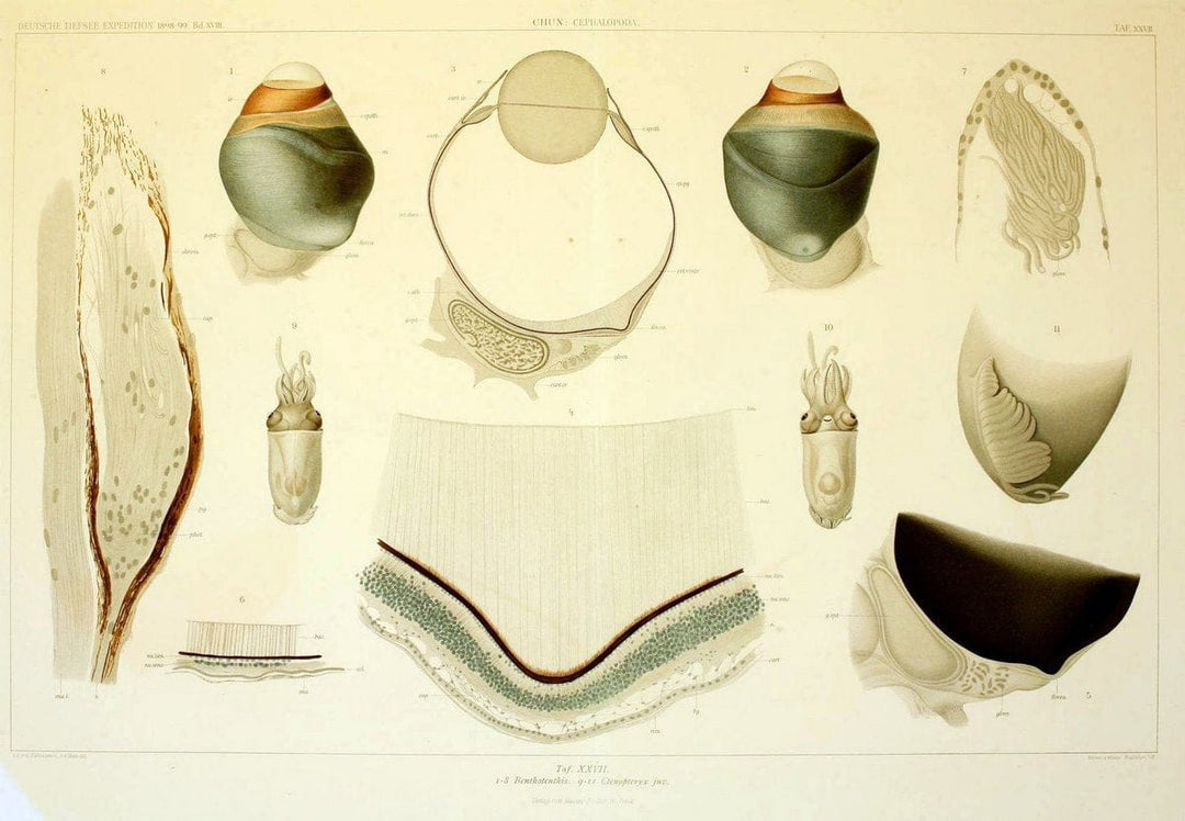 Die Cephalopoden. Bd. 18, T.1 (Atlas)[Jena],G. Fischer,1910-1915. |  | Vintage Print Reproduction 471367