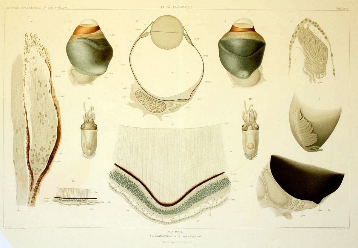 Die Cephalopoden. Bd. 18, T.1 (Atlas)[Jena],G. Fischer,1910-1915. |  | Vintage Print Reproduction 471367