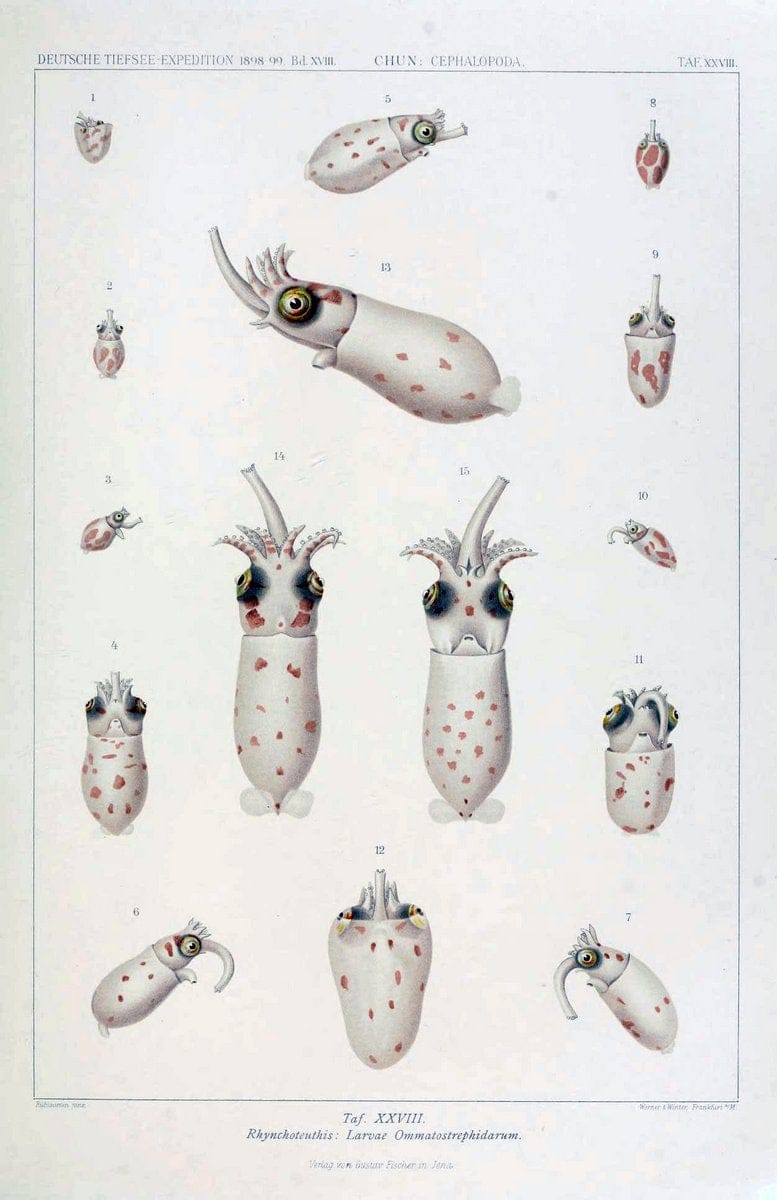 Die Cephalopoden. Bd. 18, T.1 (Atlas)[Jena],G. Fischer,1910-1915. | Cephalopoda "Valdivia (Ship)" "Valdivia Expedition (1898-1899)"  "Woods Hole" | Vintage Print Reproduction 471368